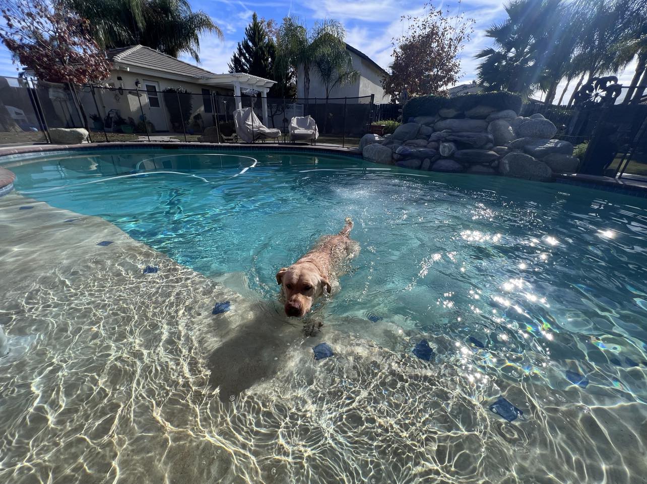Dog for Adoption Ryder, a Labrador Retriever in Kingsburg, CA Alpha Paw