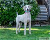 adoptable Dog in clovis, CA named Molly