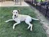 adoptable Dog in clovis, CA named Chase