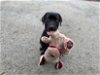 adoptable Dog in clovis, CA named Eevee