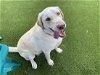 adoptable Dog in clovis, CA named Barney