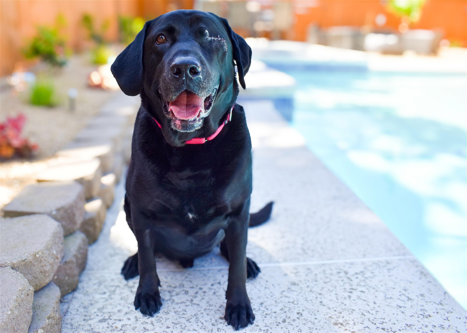 adoptable Dog in Clovis, CA named Raider