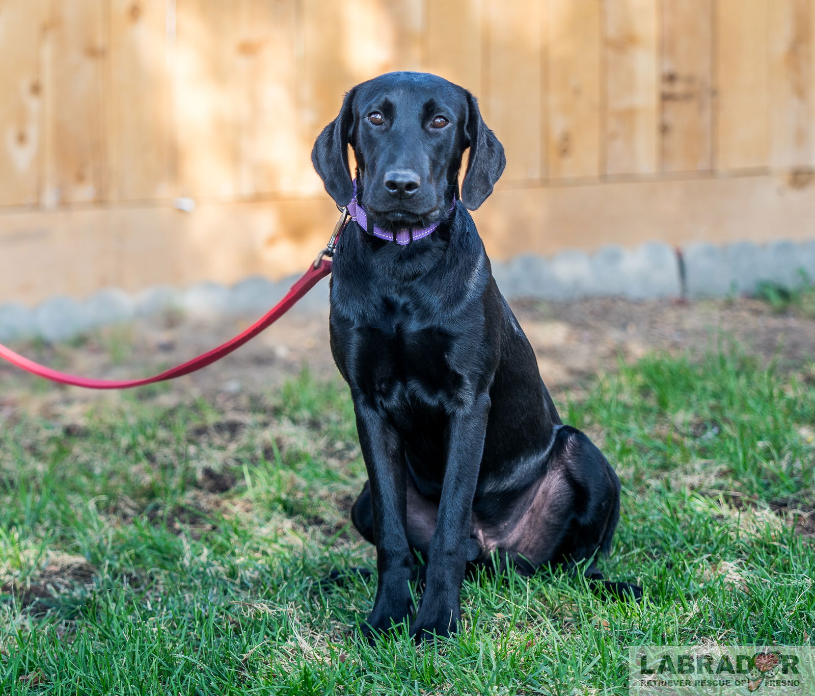 adoptable Dog in Clovis, CA named Caesar