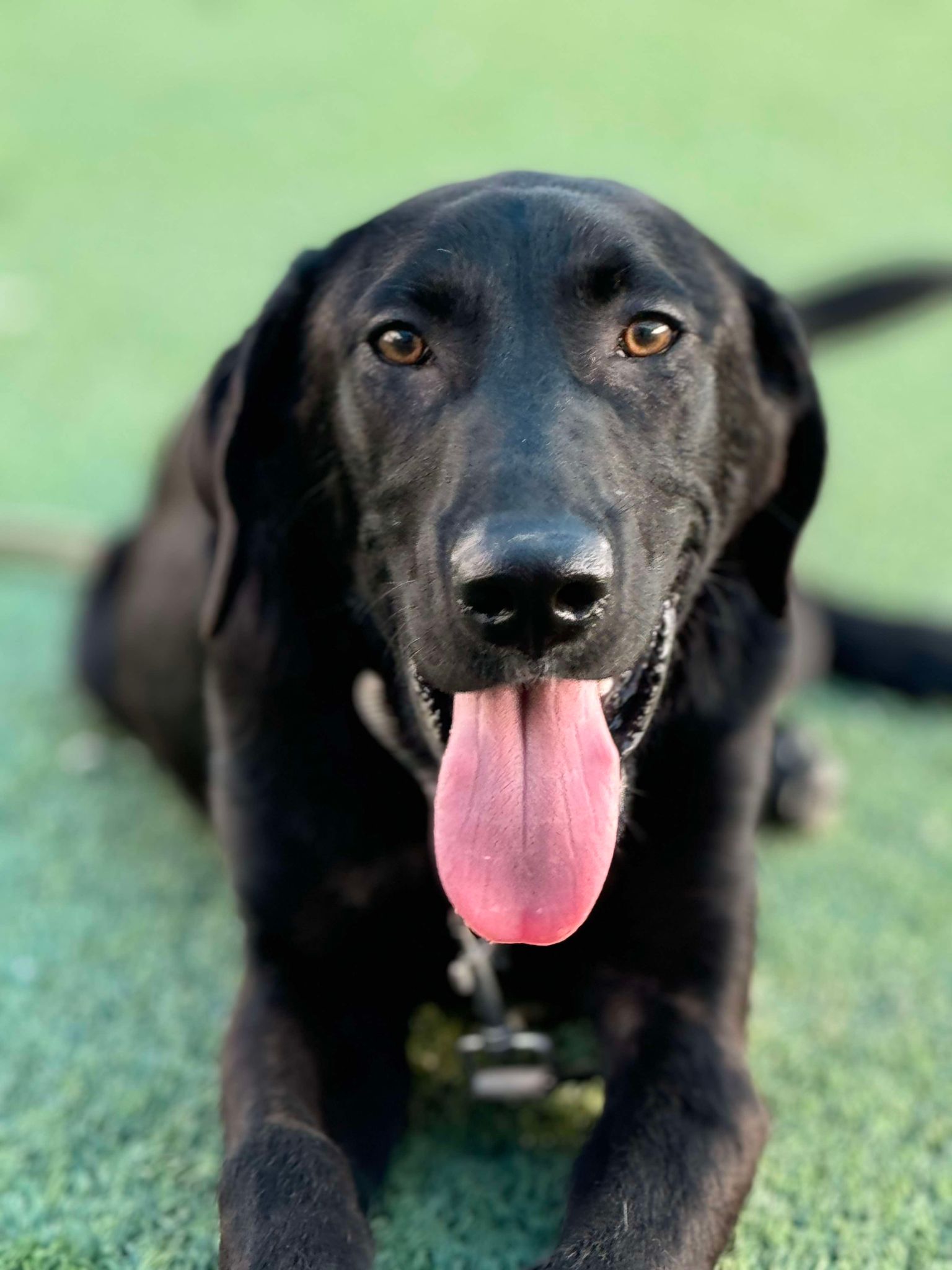 adoptable Dog in Clovis, CA named Roger