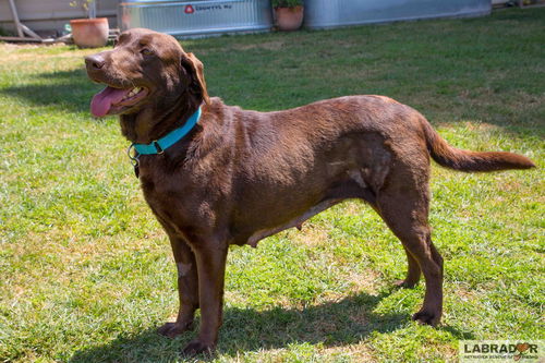 picture of the dog needing adoption