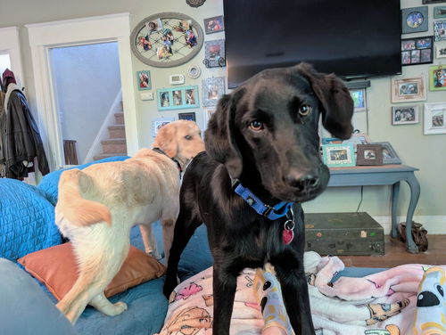 picture of the dog needing adoption
