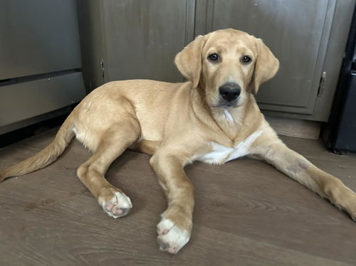 picture of the dog needing adoption