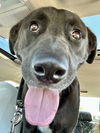 adoptable Dog in clovis, CA named Leo