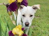adoptable Dog in clovis, CA named Hawkeye