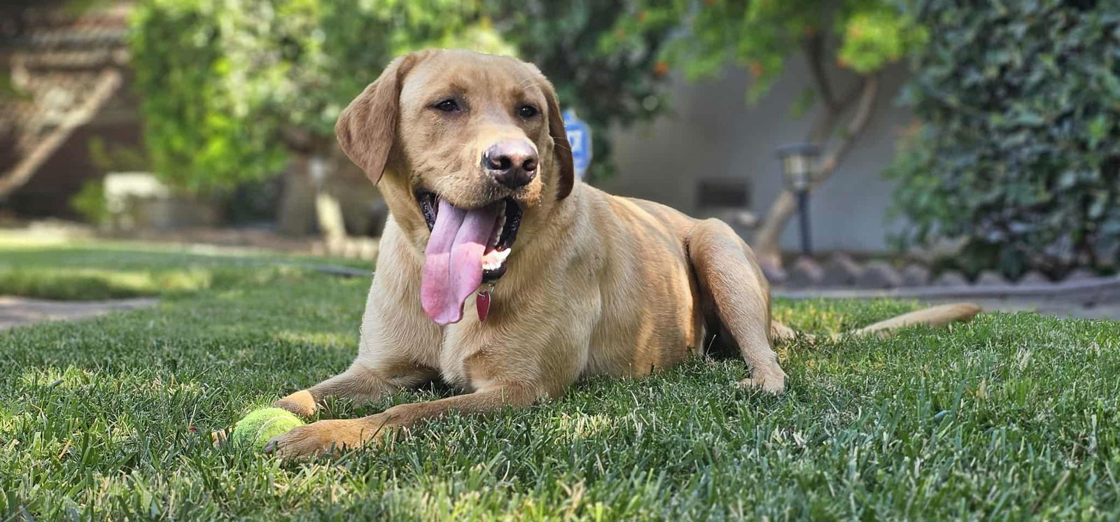 adoptable Dog in Clovis, CA named Freddie