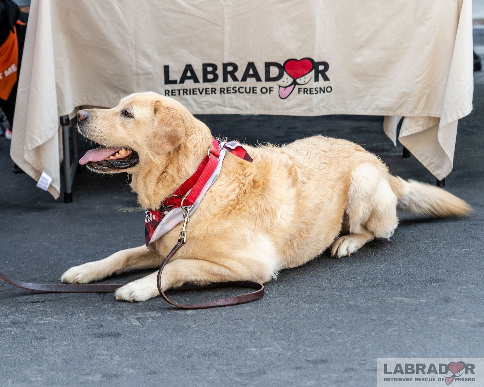 adoptable Dog in Clovis, CA named Appa & Bailey