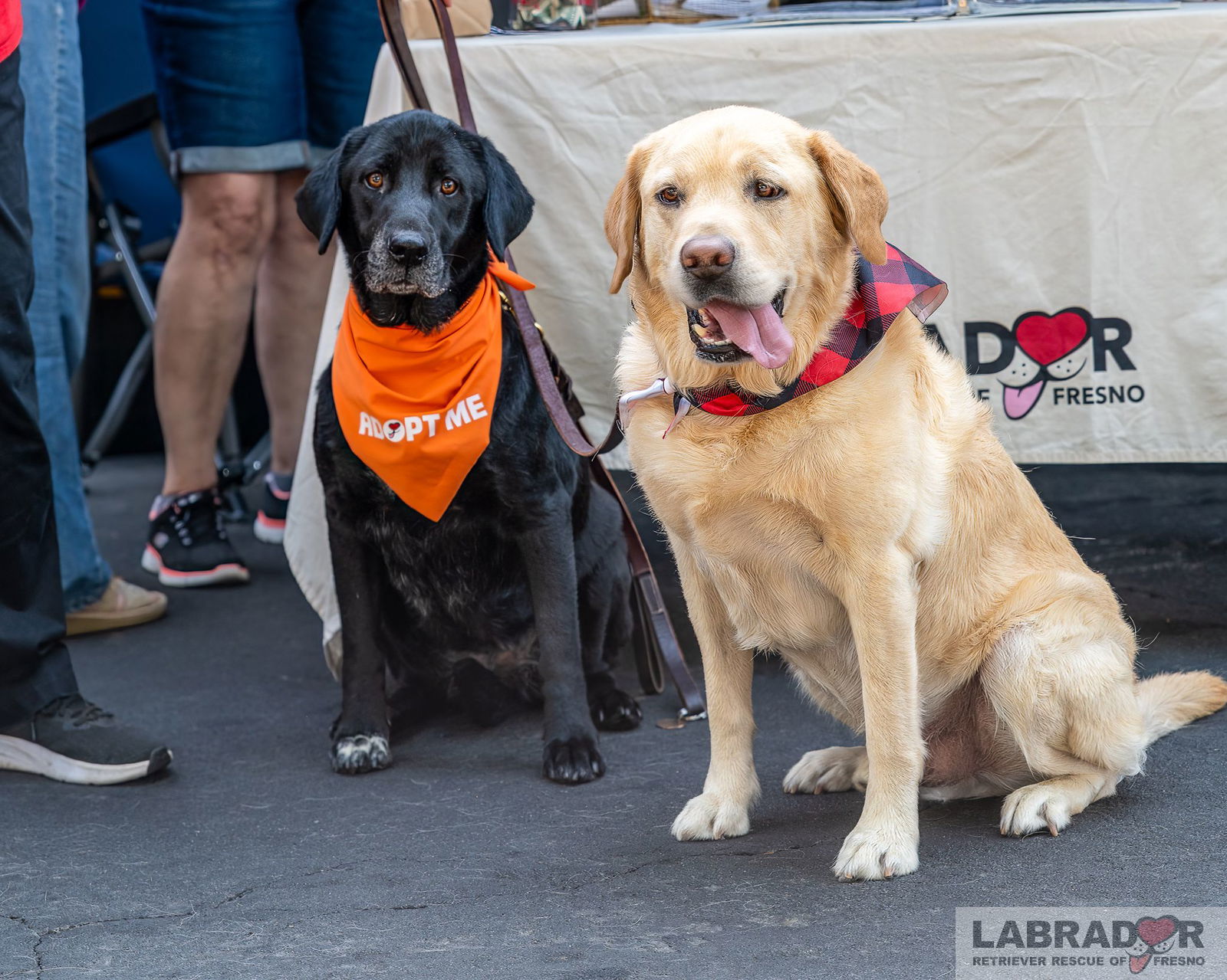 adoptable Dog in Clovis, CA named Bailey & Appa