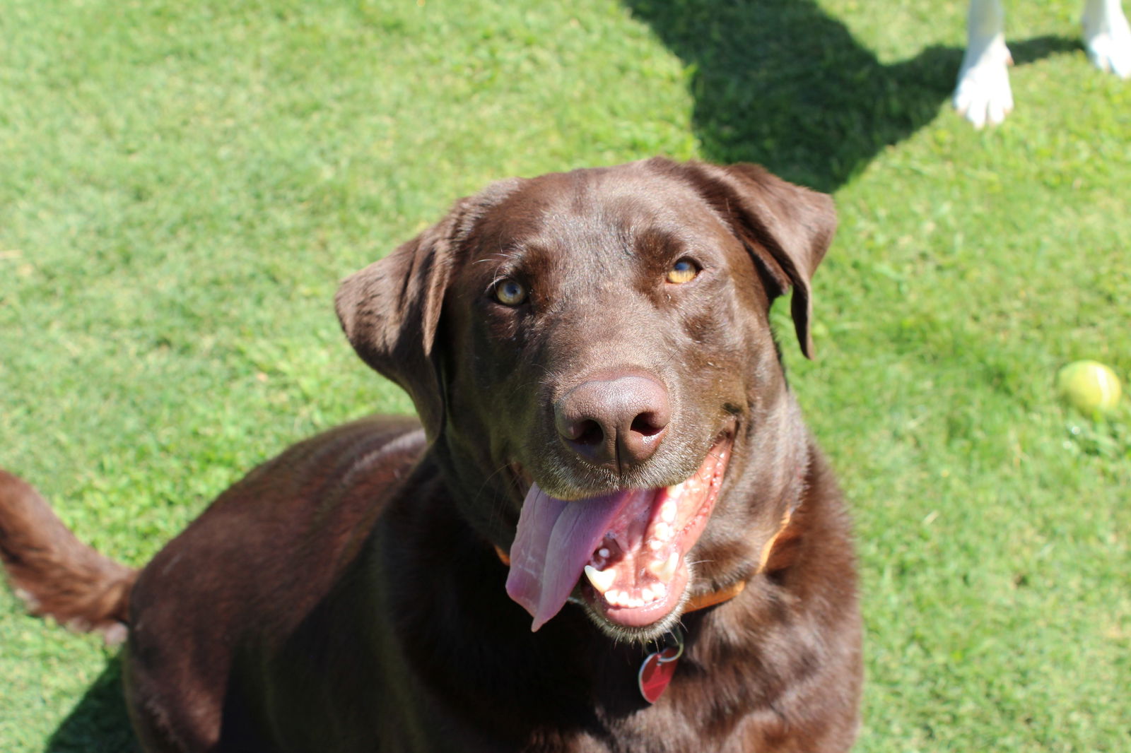 adoptable Dog in Clovis, CA named Diesel