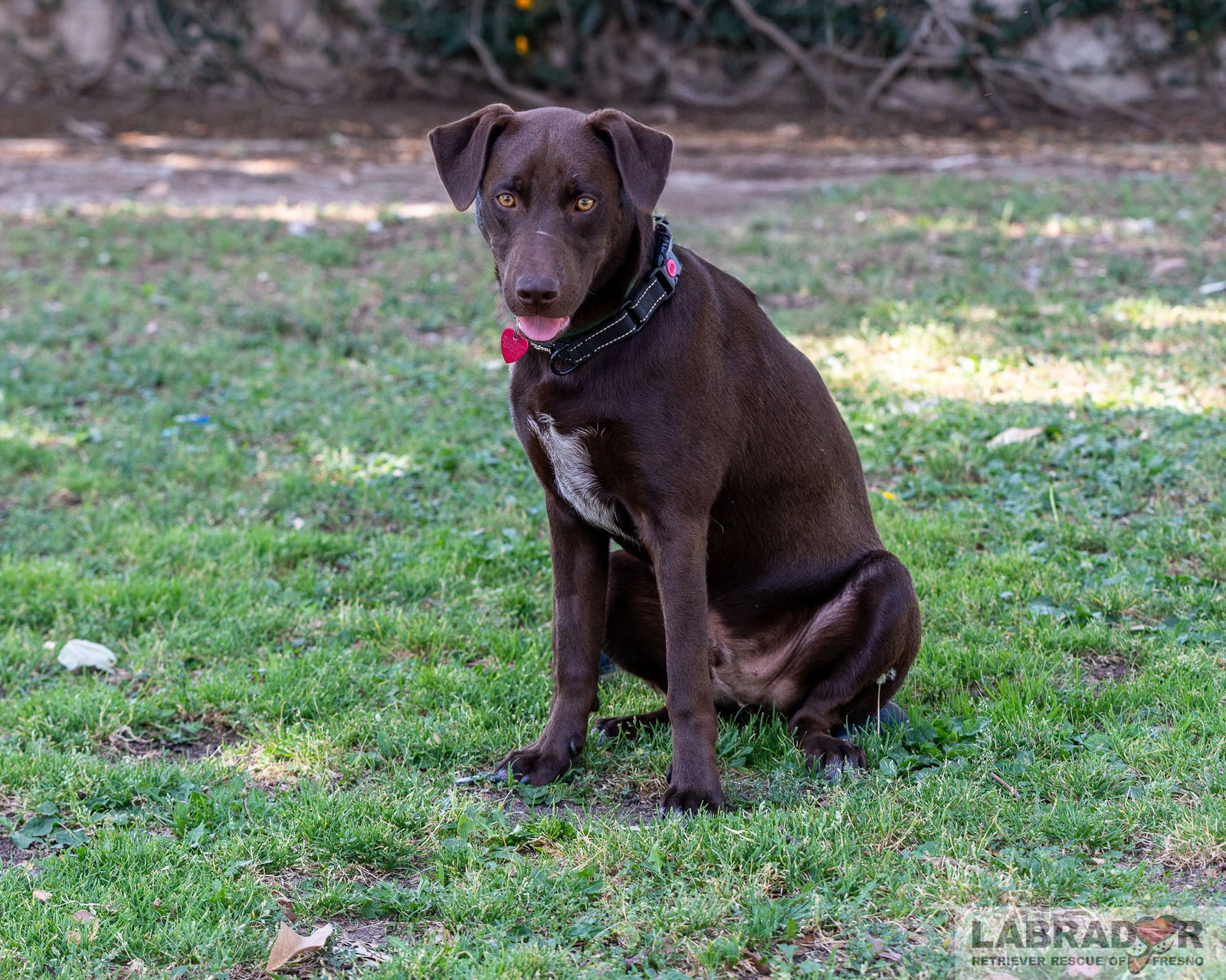 adoptable Dog in Clovis, CA named Chase