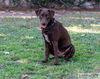 adoptable Dog in clovis, CA named Chase