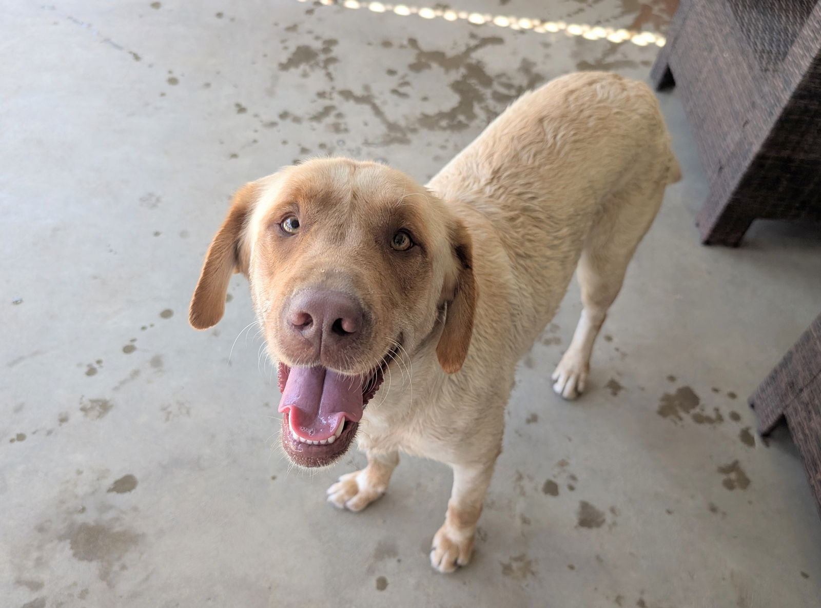 adoptable Dog in Clovis, CA named Bonnie
