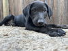 adoptable Dog in  named Zelda