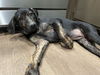 adoptable Dog in  named Zinnie