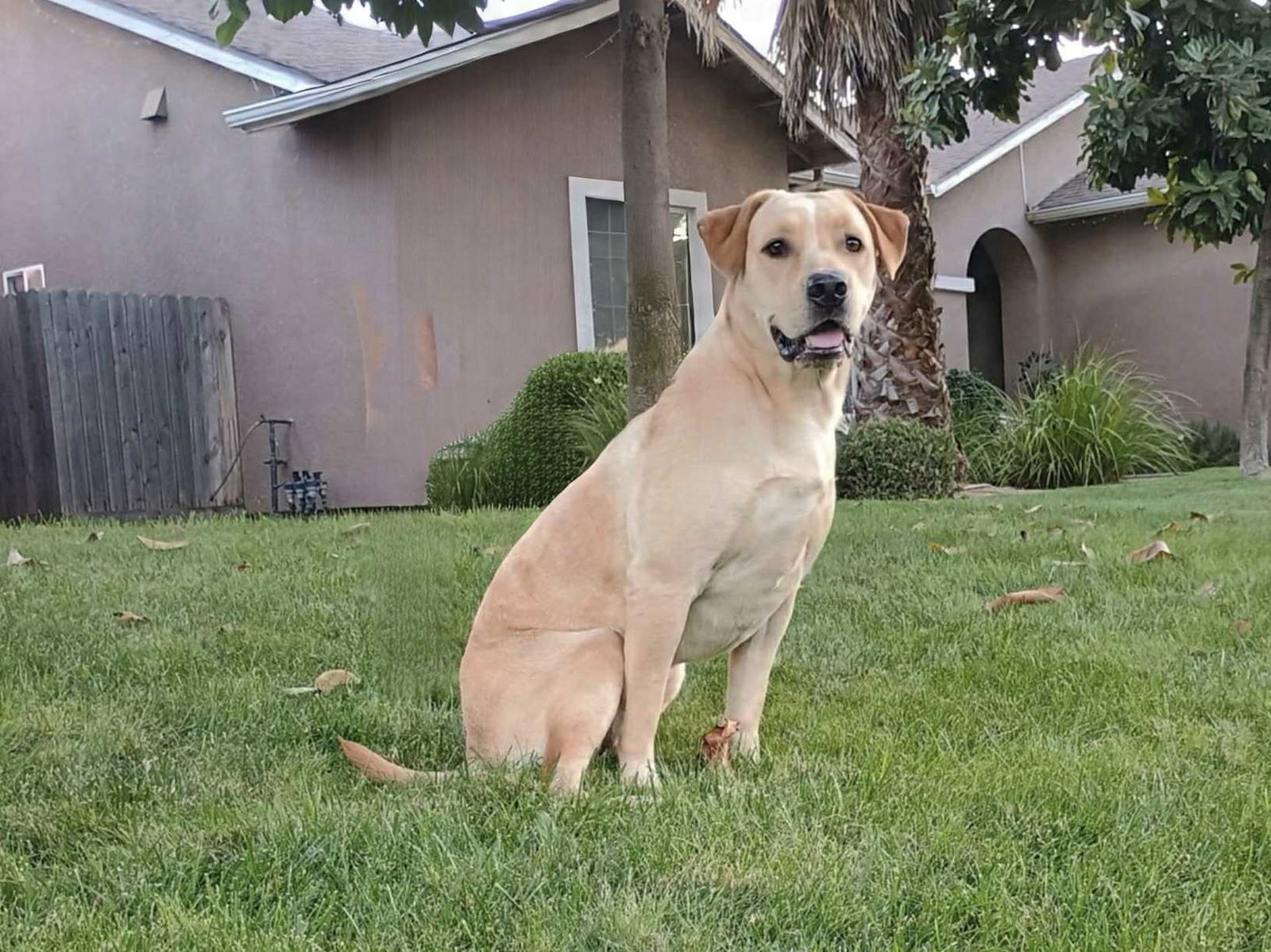 adoptable Dog in Clovis, CA named Luna