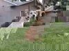 adoptable Dog in clovis, CA named Luna