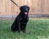 adoptable Dog in  named Roselle