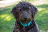 adoptable Dog in  named Beau