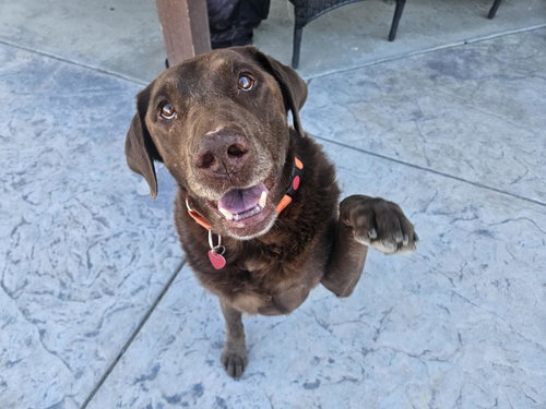 picture of the dog needing adoption