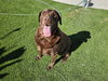 Sadie #2 - Photo 2