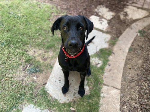 picture of the dog needing adoption