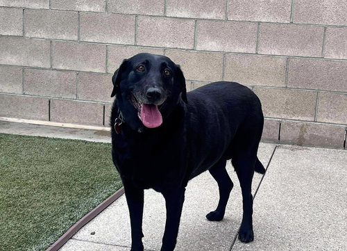 picture of the dog needing adoption