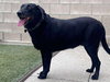Pepper #2 - Photo 2