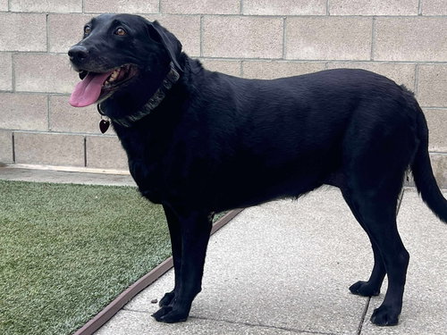 PEPPER #2 - Labrador Retriever available for adoption