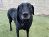 Pepper #2 - Photo 3