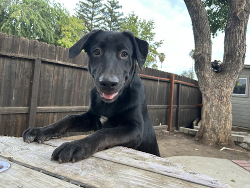 picture of the dog needing adoption