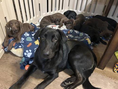 picture of the dog needing adoption