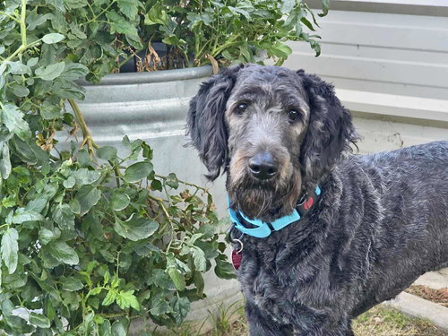 picture of the dog needing adoption