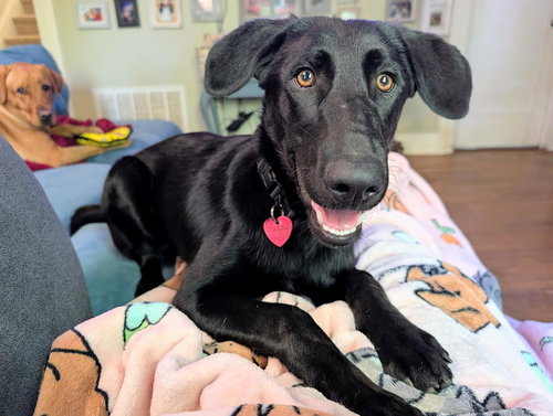 picture of the dog needing adoption