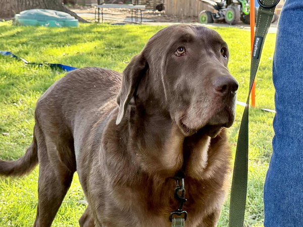 Cooper
