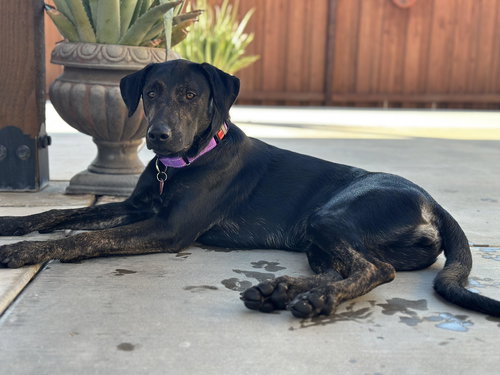 picture of the dog needing adoption
