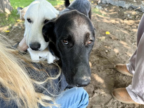 picture of the dog needing adoption