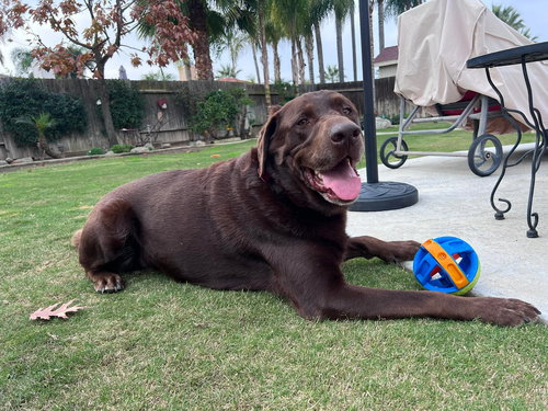 picture of the dog needing adoption