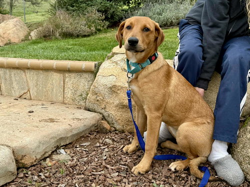 picture of the dog needing adoption