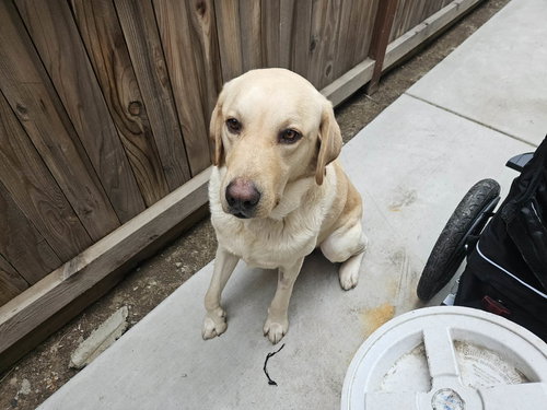 picture of the dog needing adoption