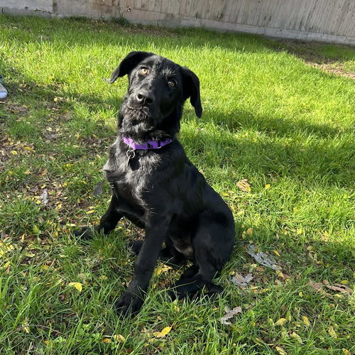 picture of the dog needing adoption