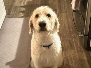 Ollie