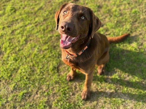 picture of the dog needing adoption