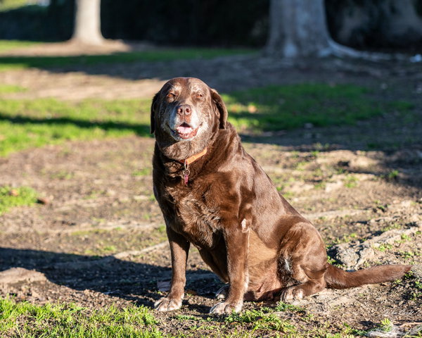 Koa