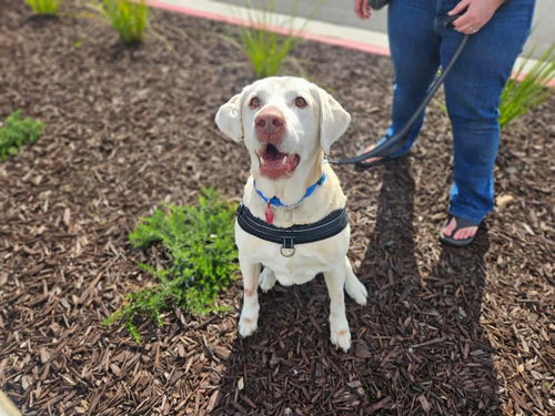 picture of the dog needing adoption