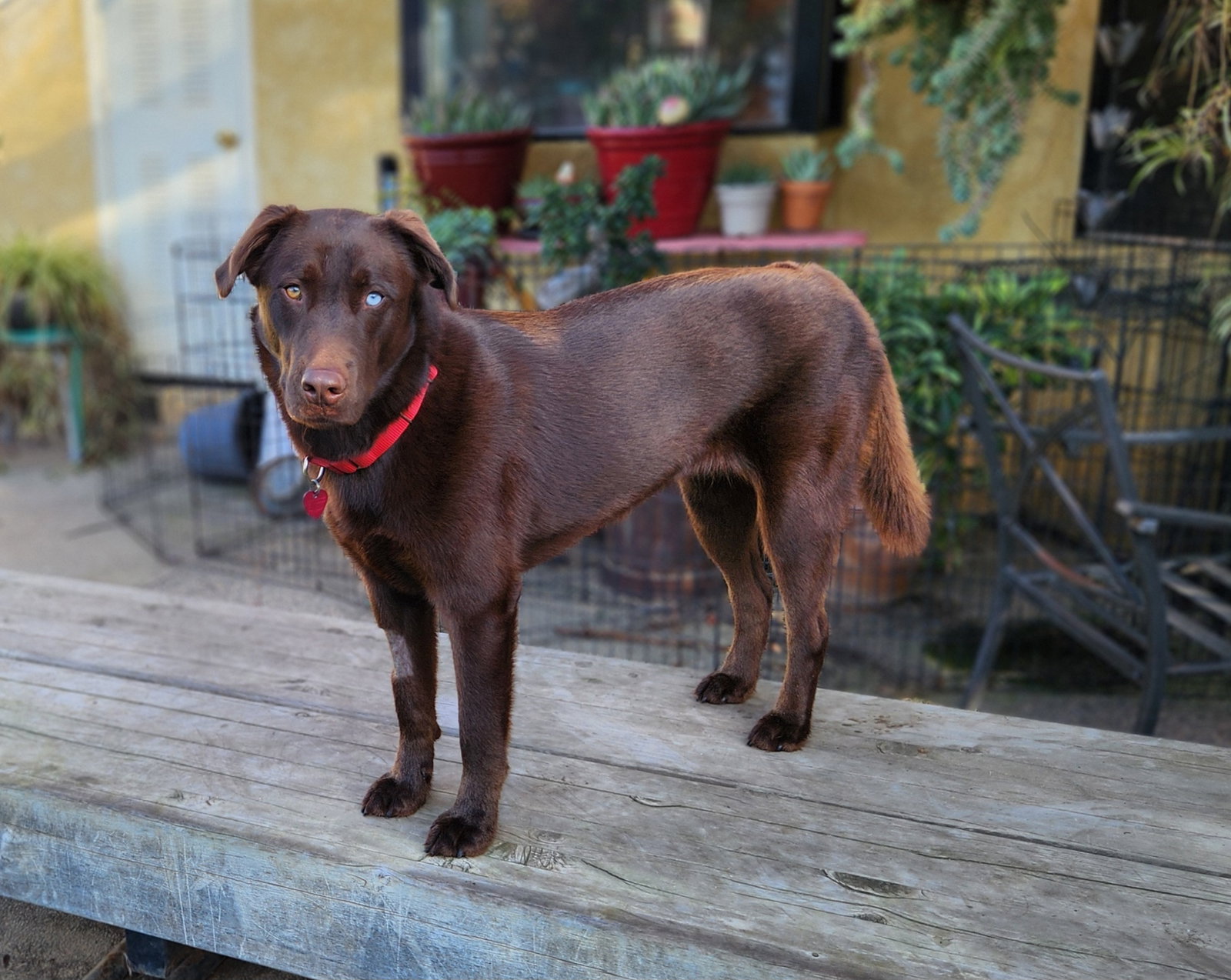 Labrador Retriever