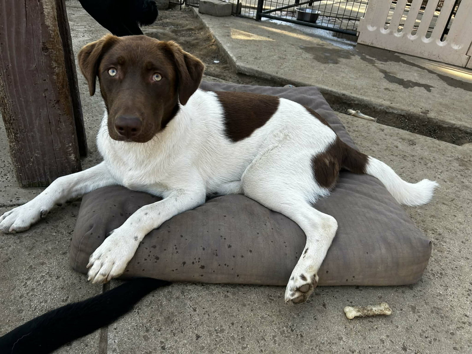 Labrador Retriever